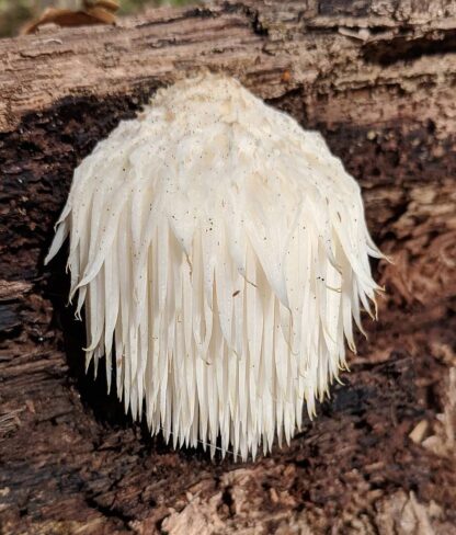 Lion's-mane capsules