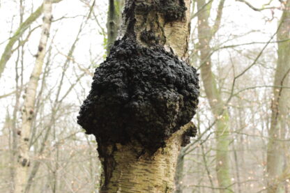 Chaga – Image 2