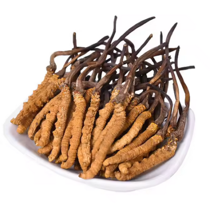 cordyceps