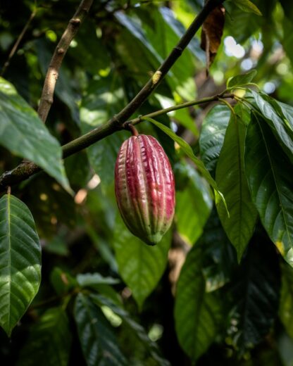 Energizing Protein Cacao Blend - Image 2